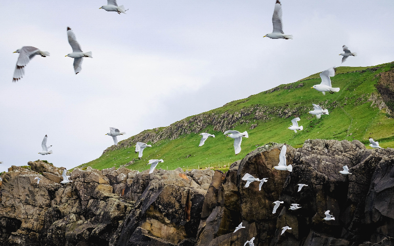 a flock of birds flying over a grassy hill
