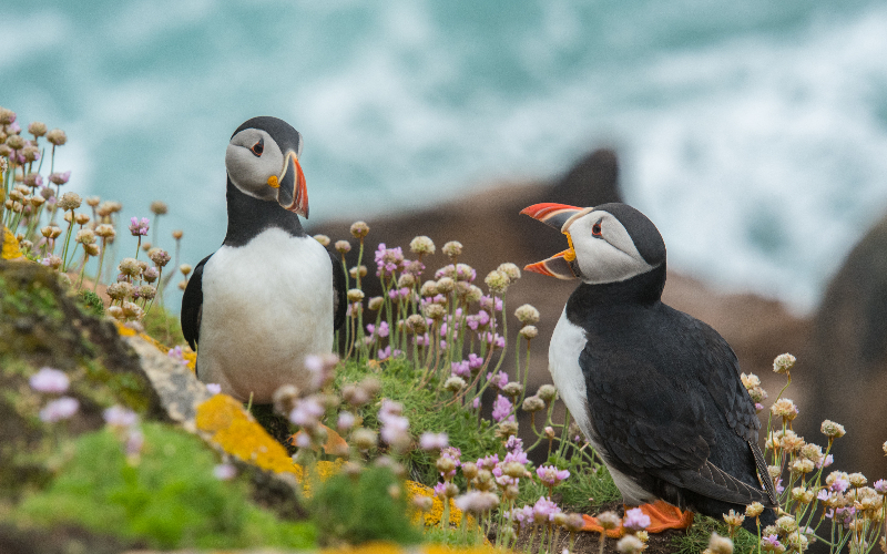 two black-and-white birds