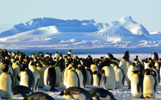 emperor-penguins-429127_1920