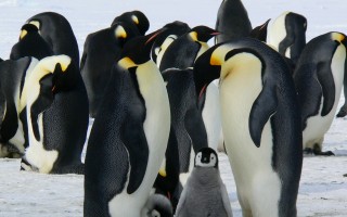 emperor-penguins-429128_1920