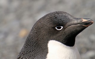 antarctica-4485752