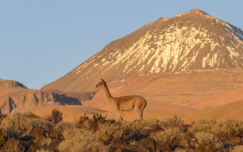 Explora-Puritama-Conservation-Reserve-e1599238526376