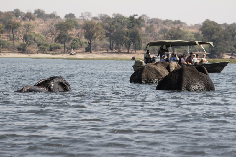 elephants-g65507d38f_1920_副本