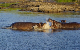 chobe-national-park-g7ffb3a662_1920_副本