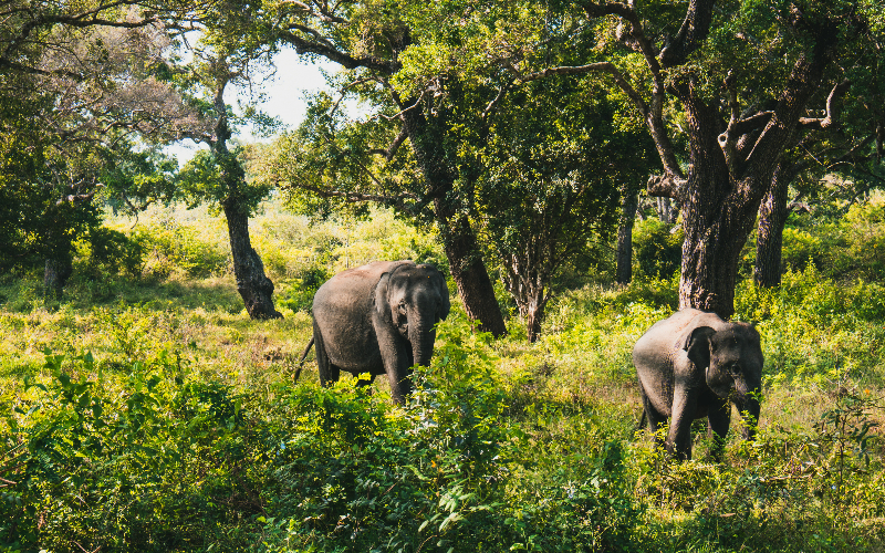 Yala National Park1