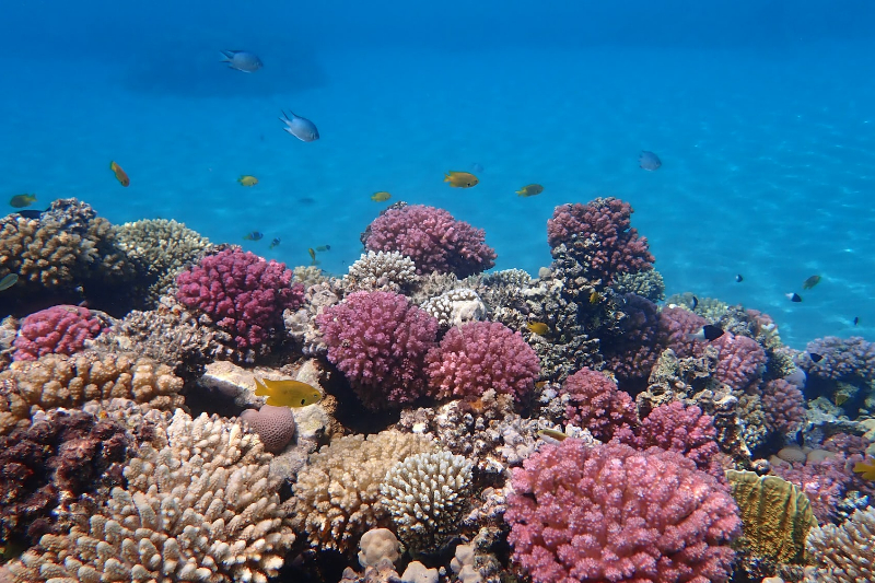 yellow and pink coral reef