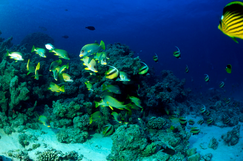 yellow and blue fishes under water