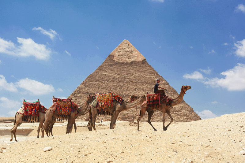 brown camels on brown sand under blue sky during daytime (1)