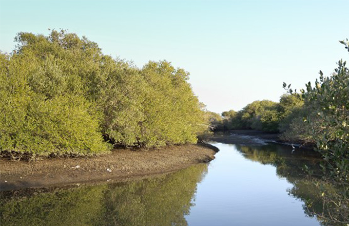 Khor-Kalba-Conservation-Reserve