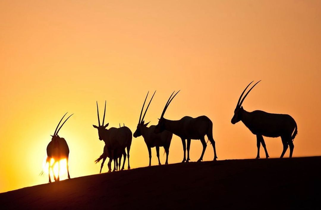 @ddcr_uae Photo by Dubai Desert Conservation Reserve in Dubai Des-1