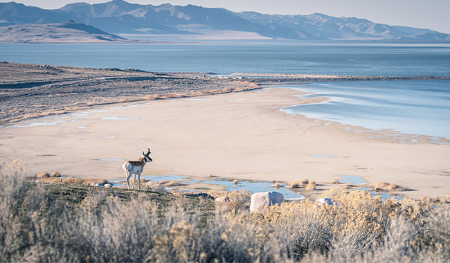 Antelope-Island-State-Park