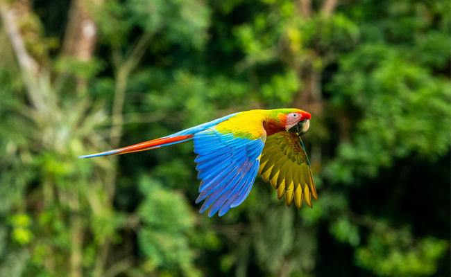 金刚鹦鹉 金刚鹦鹉