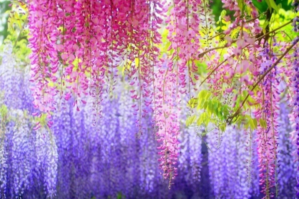 v2-92646079e6e5b3d9010aceaeb65922c8_r_副本