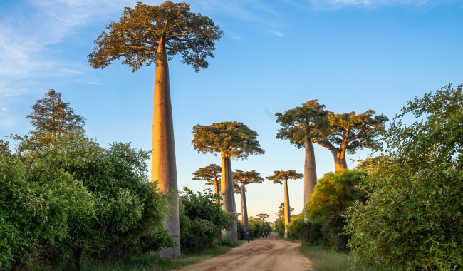Day 5 猴面包树大道