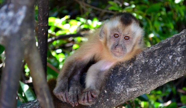 Day 13 卷尾猴 Day 13 卷尾猴