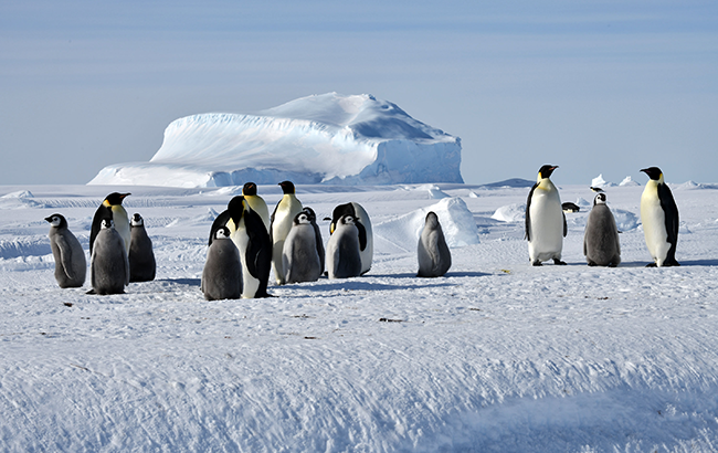 ULTIMA EMPEROR PENGUINS