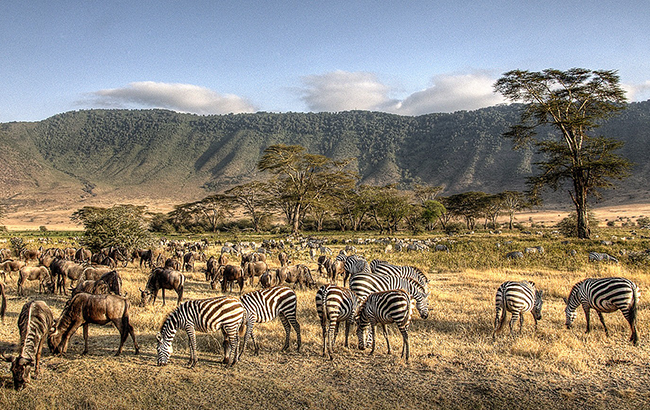 Luxury Africa Safaris