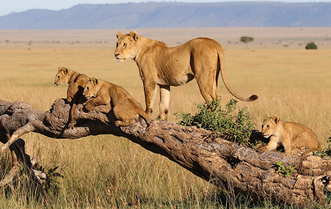 Tanzania