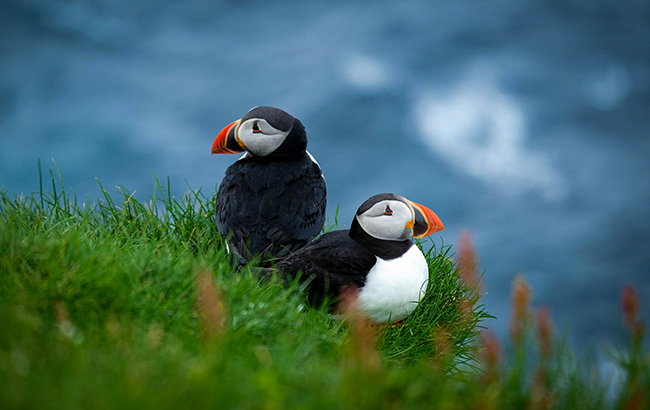 puffin