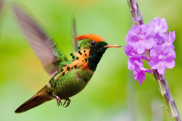 yerettehummingbirds_273672210_1155131268624533_1467466362804199258_n_副本