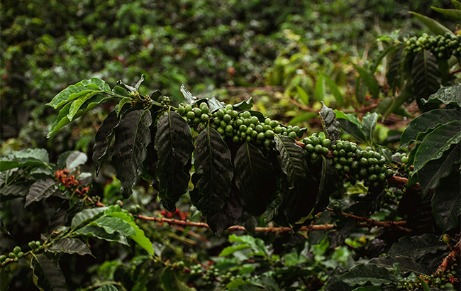 哥伦比亚咖啡豆