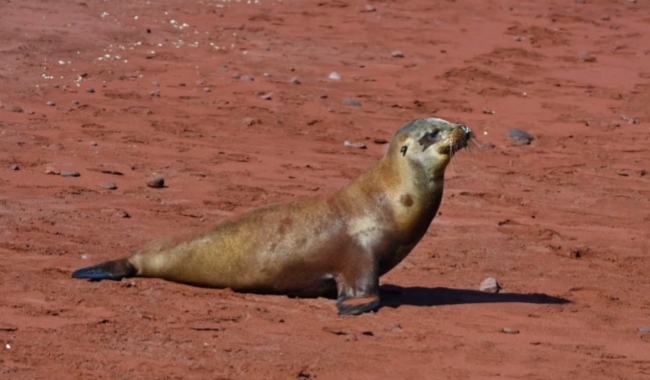 拉比达岛 拉比达岛