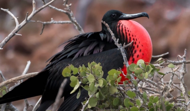 北西摩尔岛 北西摩尔岛