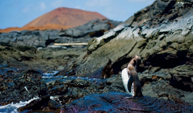 巴托洛梅岛 巴托洛梅岛